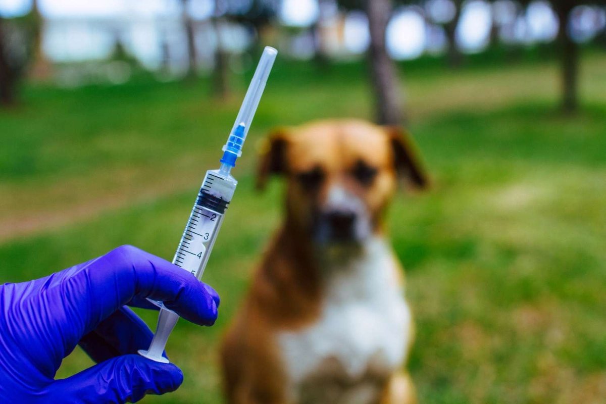 A veterinarian holds a syringe for vaccinating a dog outdoors.