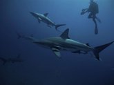 Southern Ocean Dive Tours
