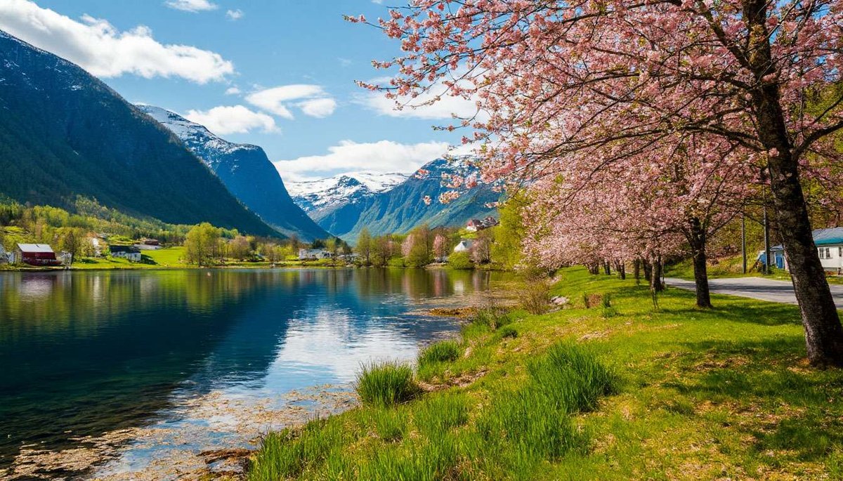 Fjord shore with blooming trees and snow-capped mountains in the background.